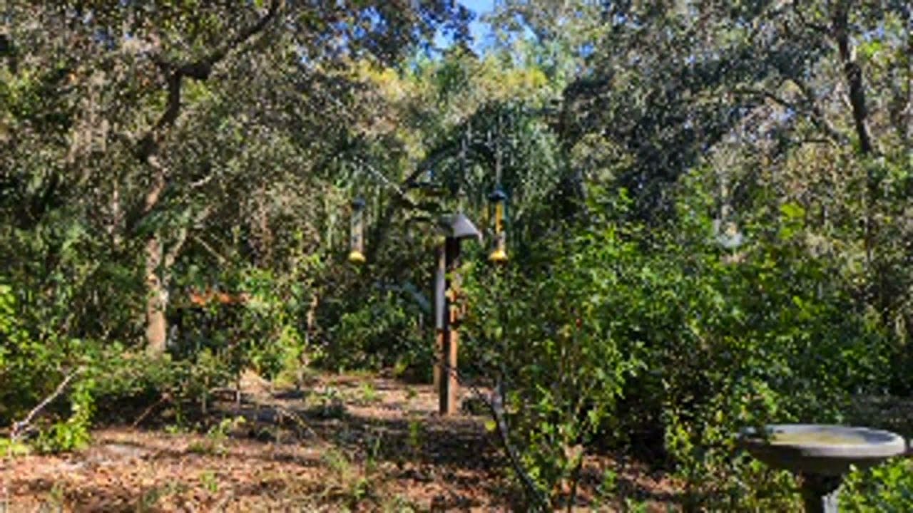 Live at Moccasin Lake Nature Park's bird blind
