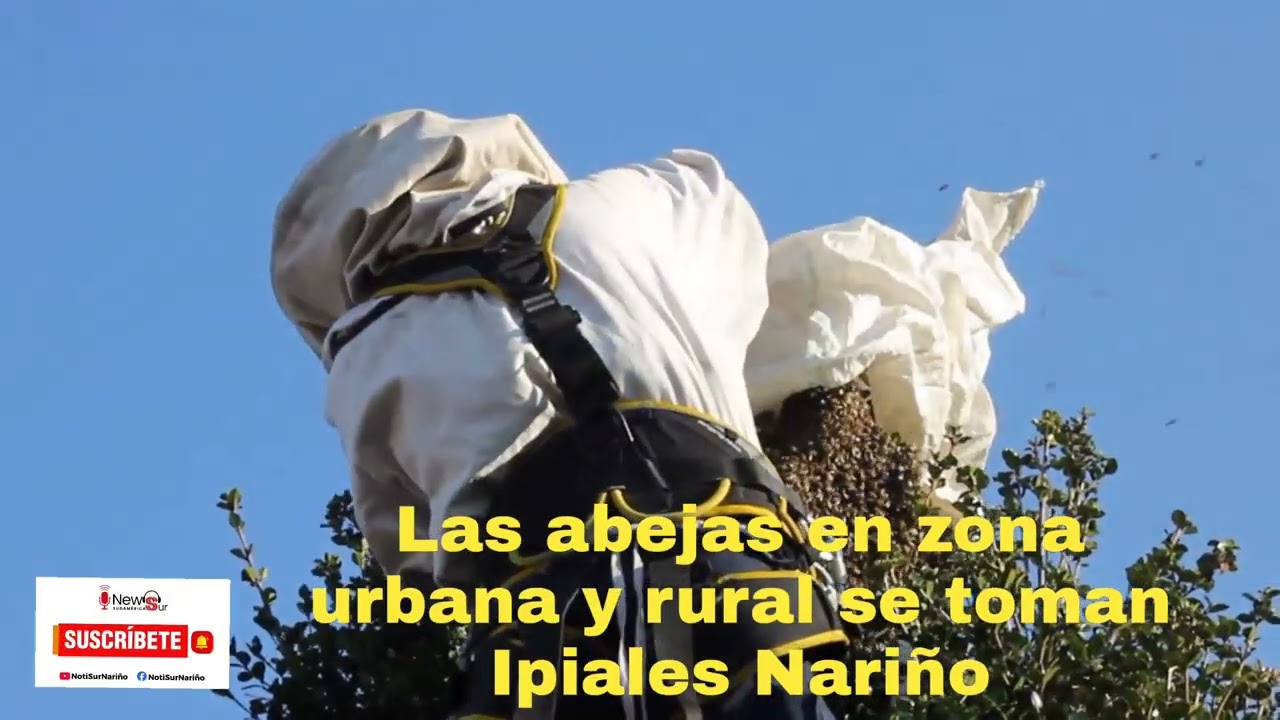 Así las abejas se toman la ciudad de Ipiales las zonas rurales y urbanas 2026
