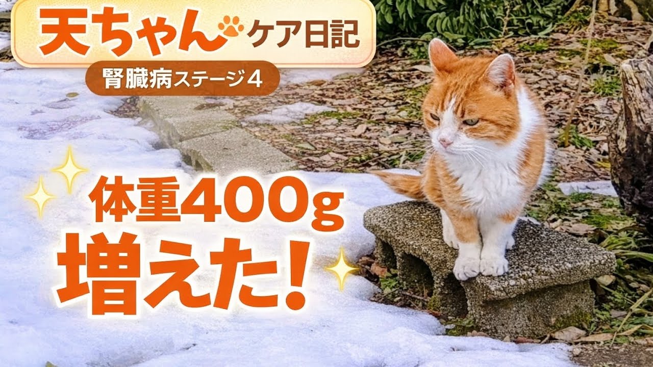 【おいら頑張ってるよ】#慢性腎臓病#慢性腎不全#猫エイズキャリア #保護猫 #多頭飼い #アラフィフ夫婦 #猫好き #キャットラン#同居嫁 