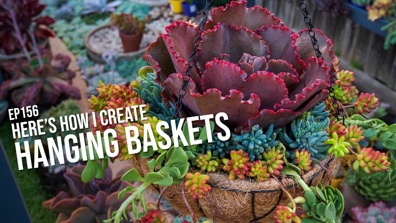 #156 I received some plant cuttings in the mail, and created a hanging basket with them!
