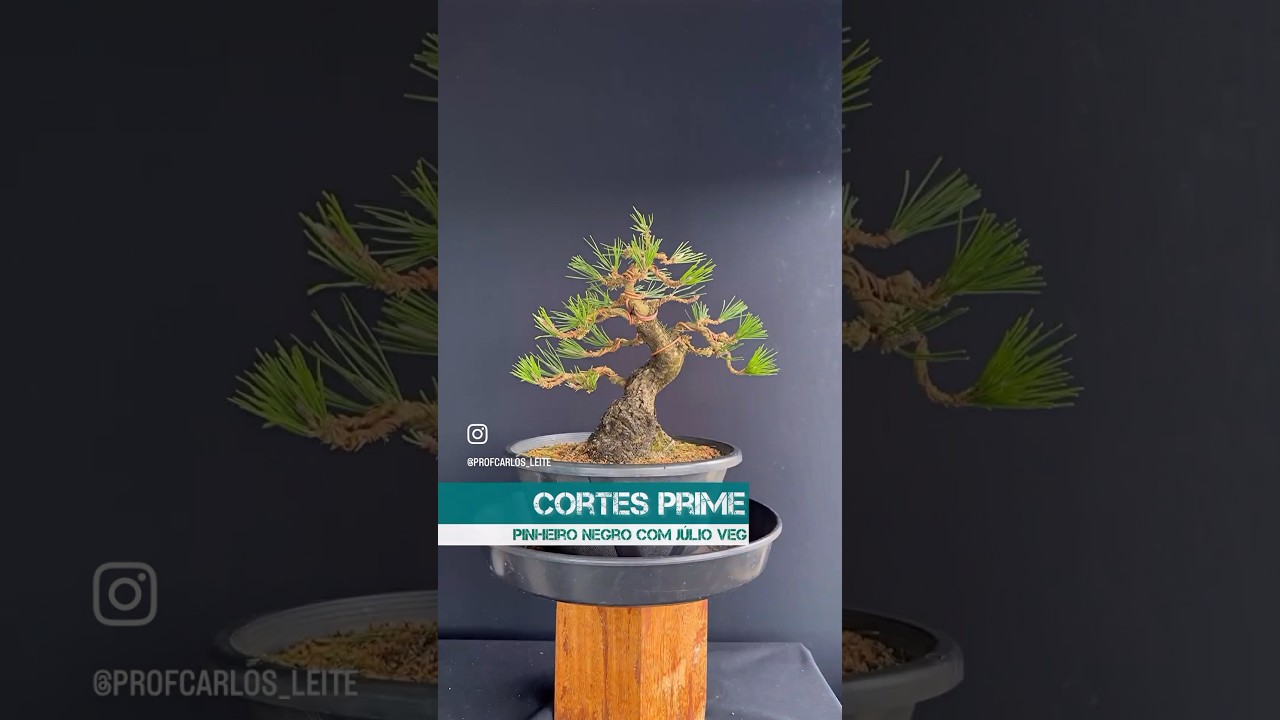 🚨E o PRIME apresenta - Trabalho em Pinheiro Negro com o Mestre J&uacute;lio Veg da Escola Yujin de Bonsai