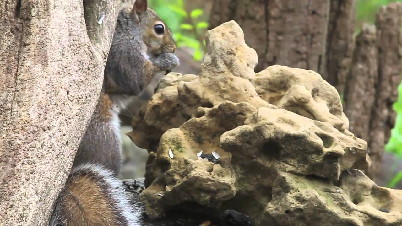 How to Attract and Photograph Birds in Your Own Backyard