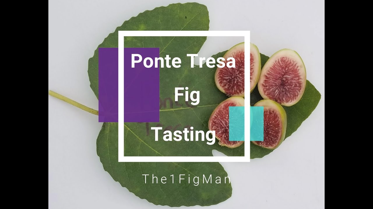 Ponte Tresa fig tasting
