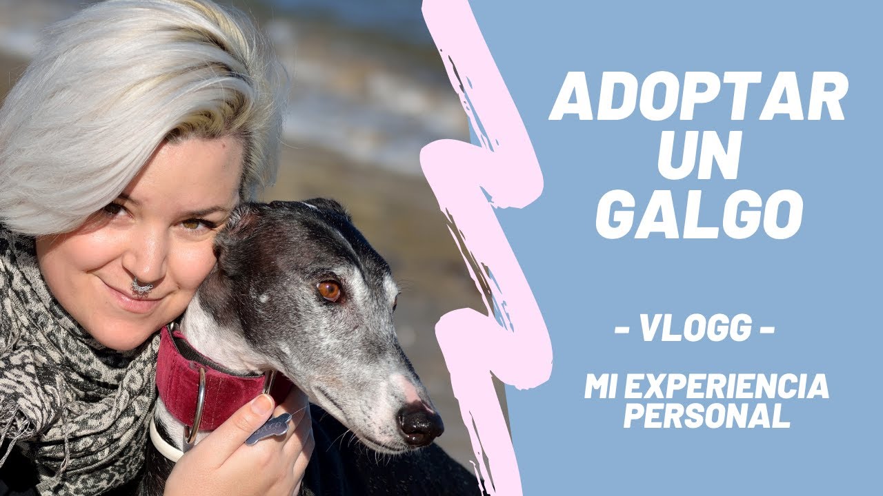 - CÓMO ADOPTAR UN GALGO - Mi experiencia personal con mi galgo: BACO. 🐶🥰