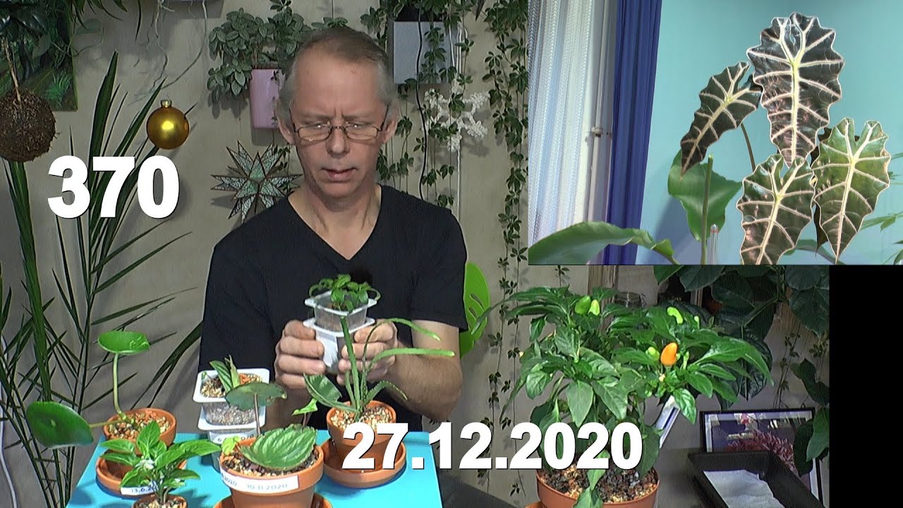 Anzucht Zimmerpflanzen Paprika, Chili mit Pflanzenklimbim aus dem Dschungel