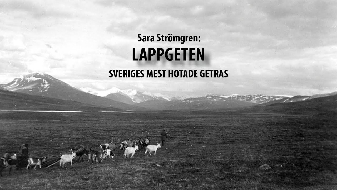 Lappgeten -  Sveriges mest hotade getras