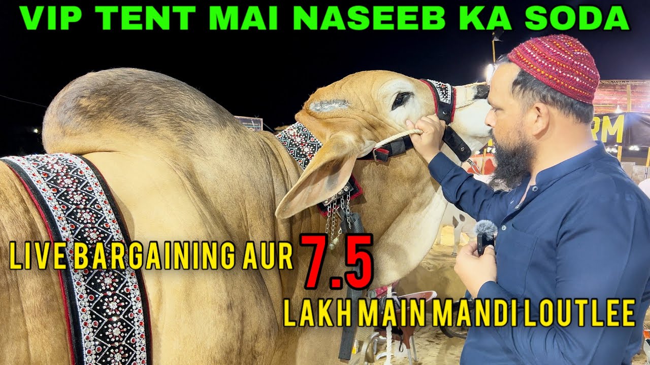 ALHAMDULLILAH Vip Tent Mai Live Bargaining 7.5 Lakh Mai Bhai Ne Mandi Loutli | Alhannan & MHG Cattle