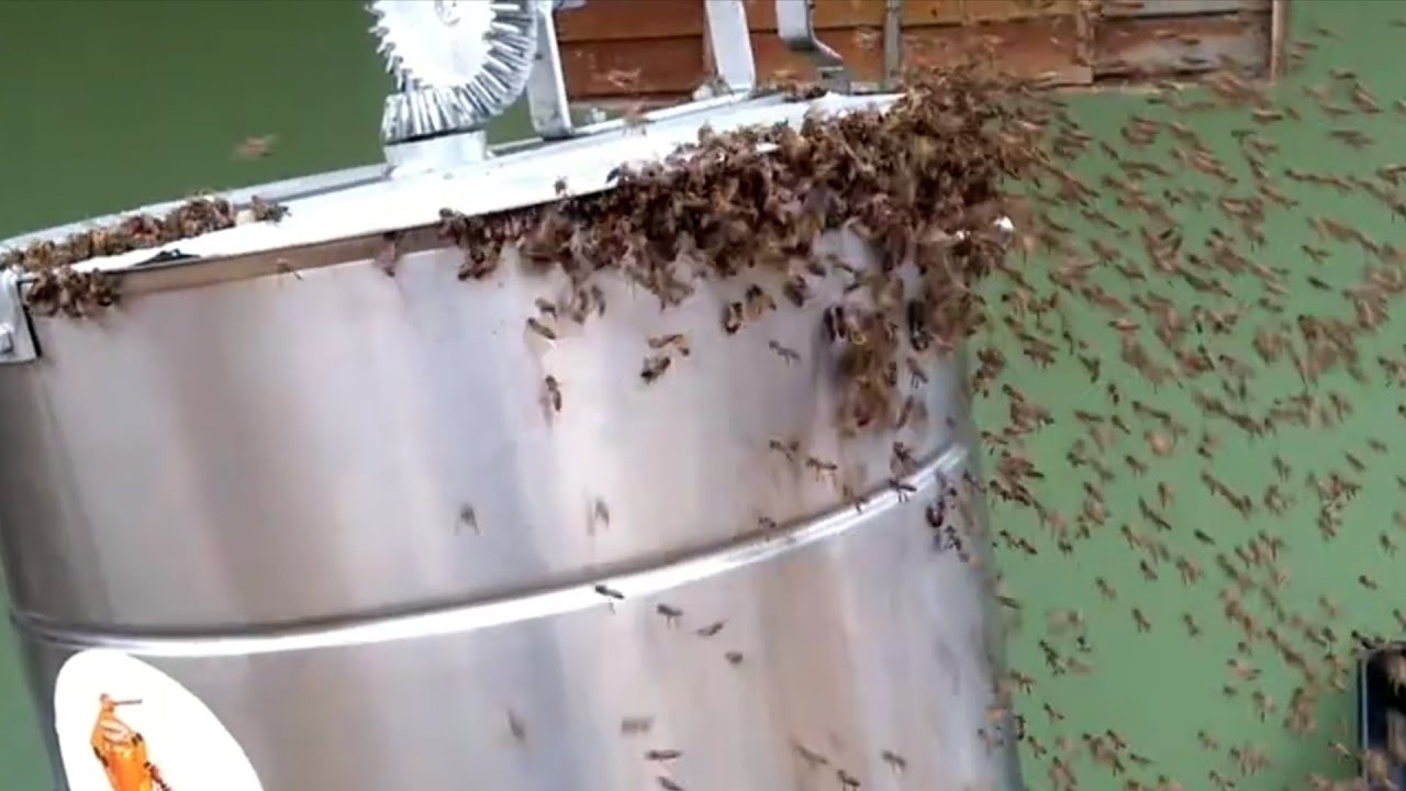 عشرون كيلو عسل من خلية واحدة ماشاء الله . 🐝 مصير الحضنة المفروز عسلها.