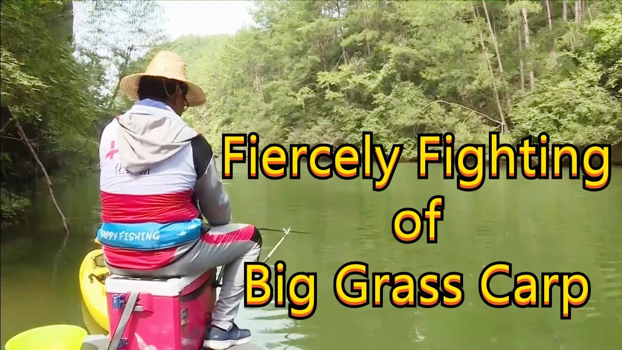 Fiercely Fighting of Big Grass Carp