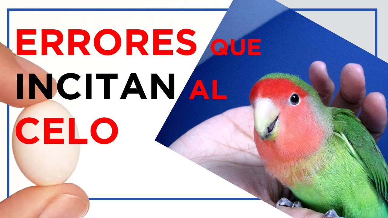 Como EVITAR el CELO constante en AGAPORNIS y otros loritos pequeños