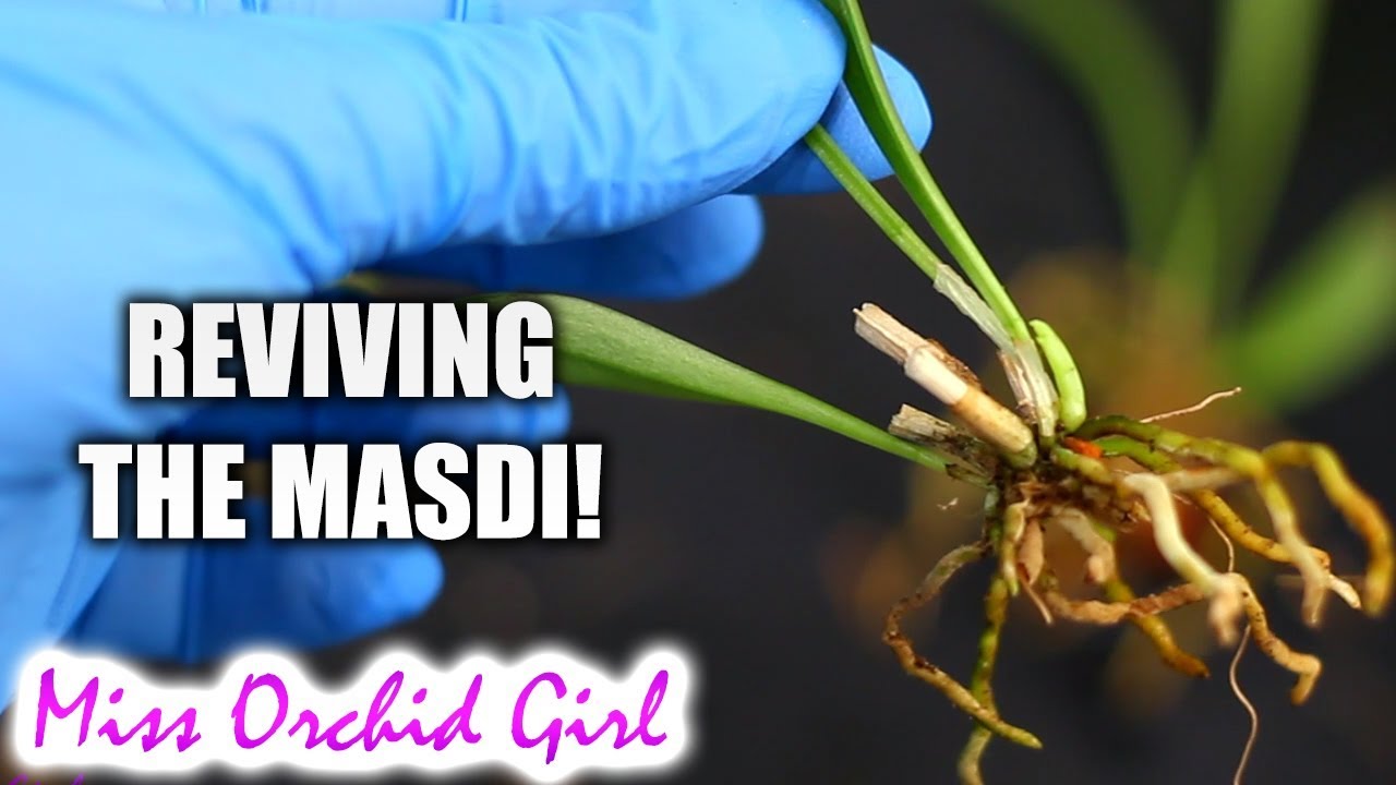 Attempting to revive my Masdevallia Orchid - A 'cooler' approach