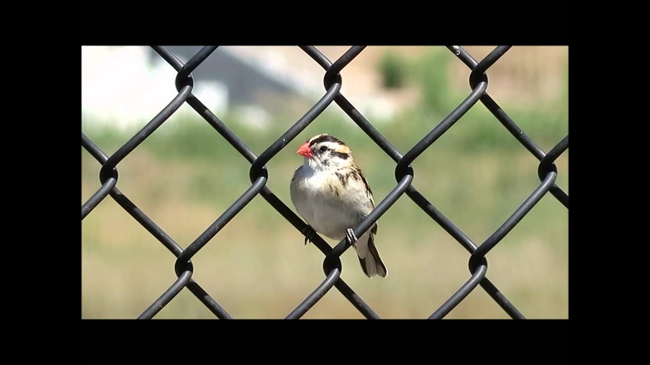 Pin-tailed Whydah Singing (California)