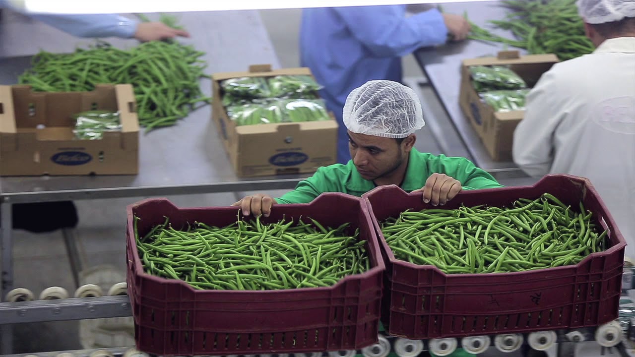 Quality of Egyptian agricultural products