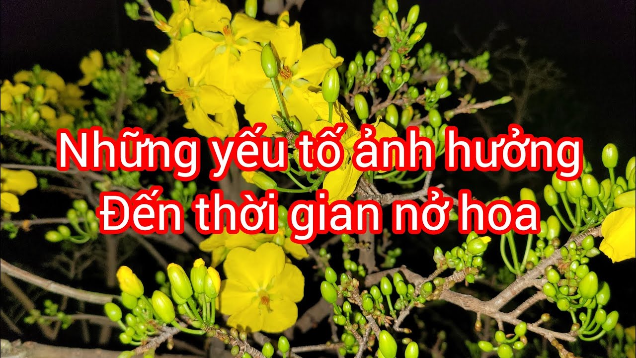 Những yếu tố ảnh hưởng đến thời gian trổ hoa sau khi lặt lá mai hoàn toàn