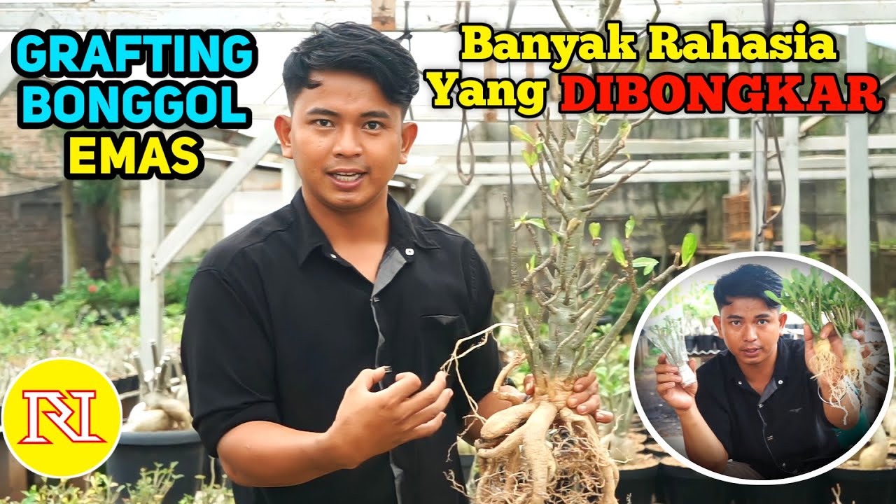 BONGKAR RAHASIA SUKSES GRAFTING ADENIUM BONGGOL EMAS #rachmannursery #adenium