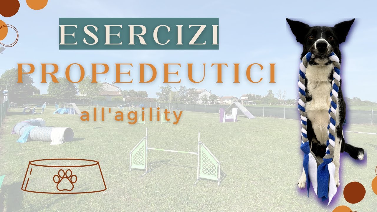 Esercizi PROPEDEUTICI all'agility: vediamo quali sono
