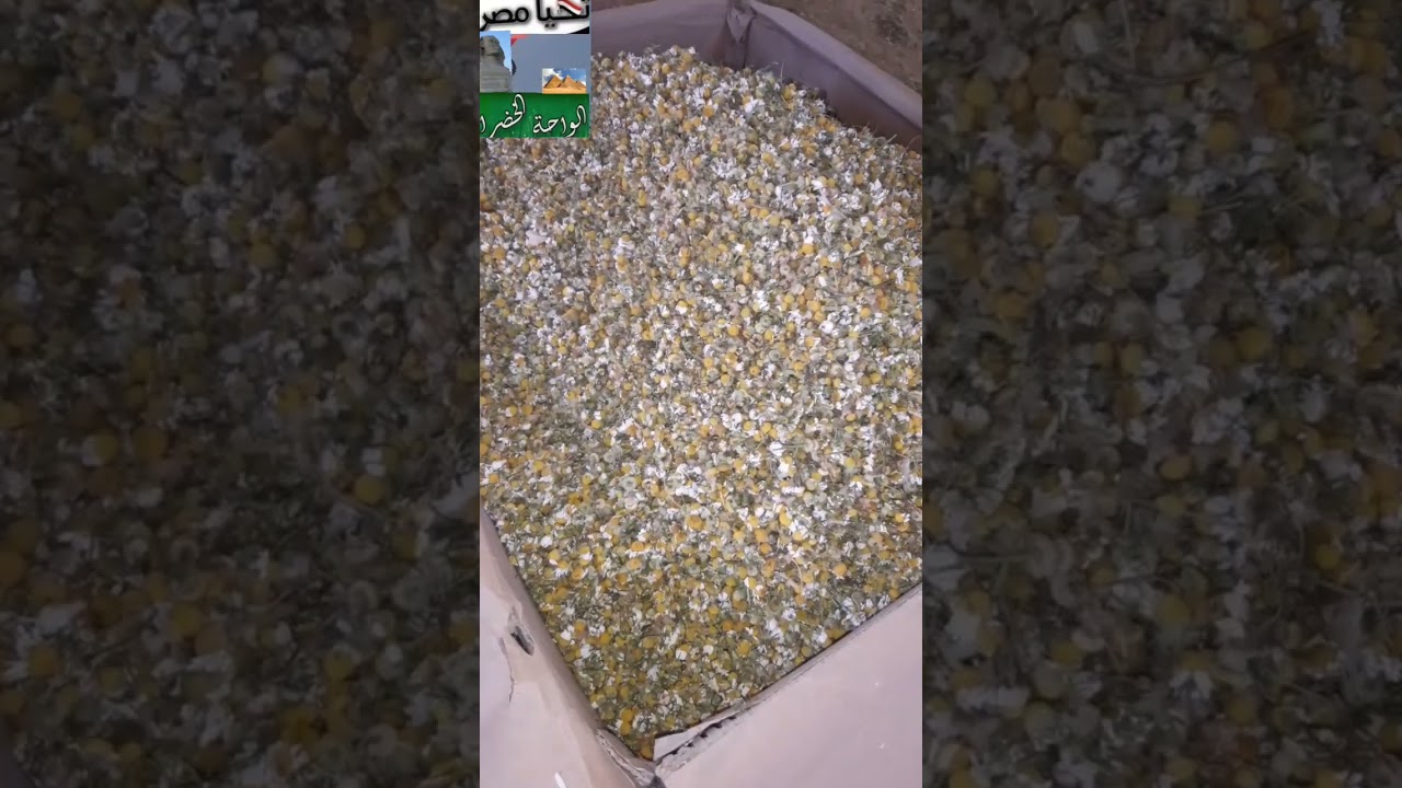 طريقة تجهيز واعداد نبات الشيح البابونج المجفف