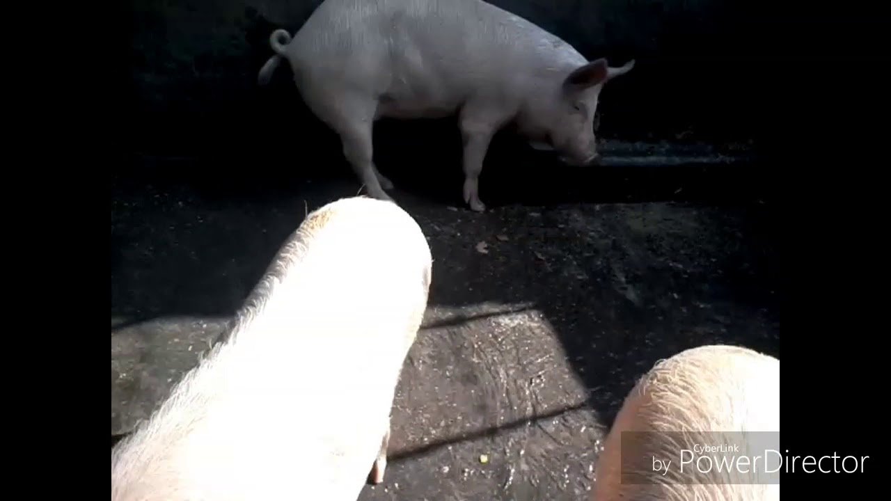 How to start pig farm India.  In hindi