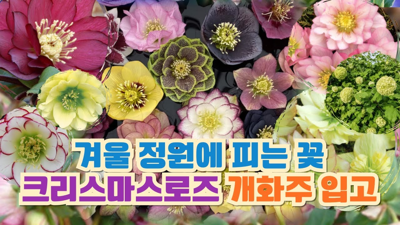 겨울 정원에 피는 꽃｜크리스마스로즈 개화주(15cm) 9종 입고