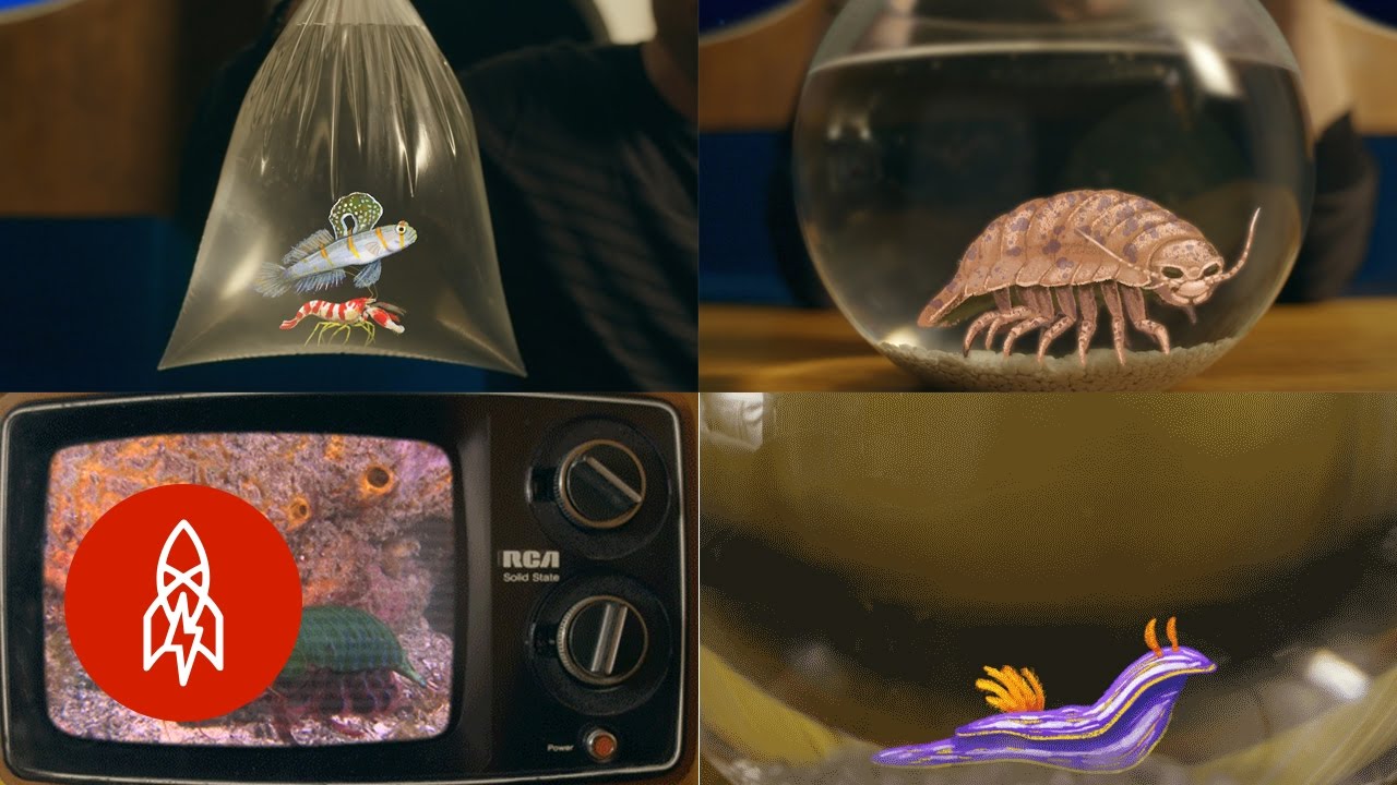 8 Aquatic Adventures With Philippe Cousteau