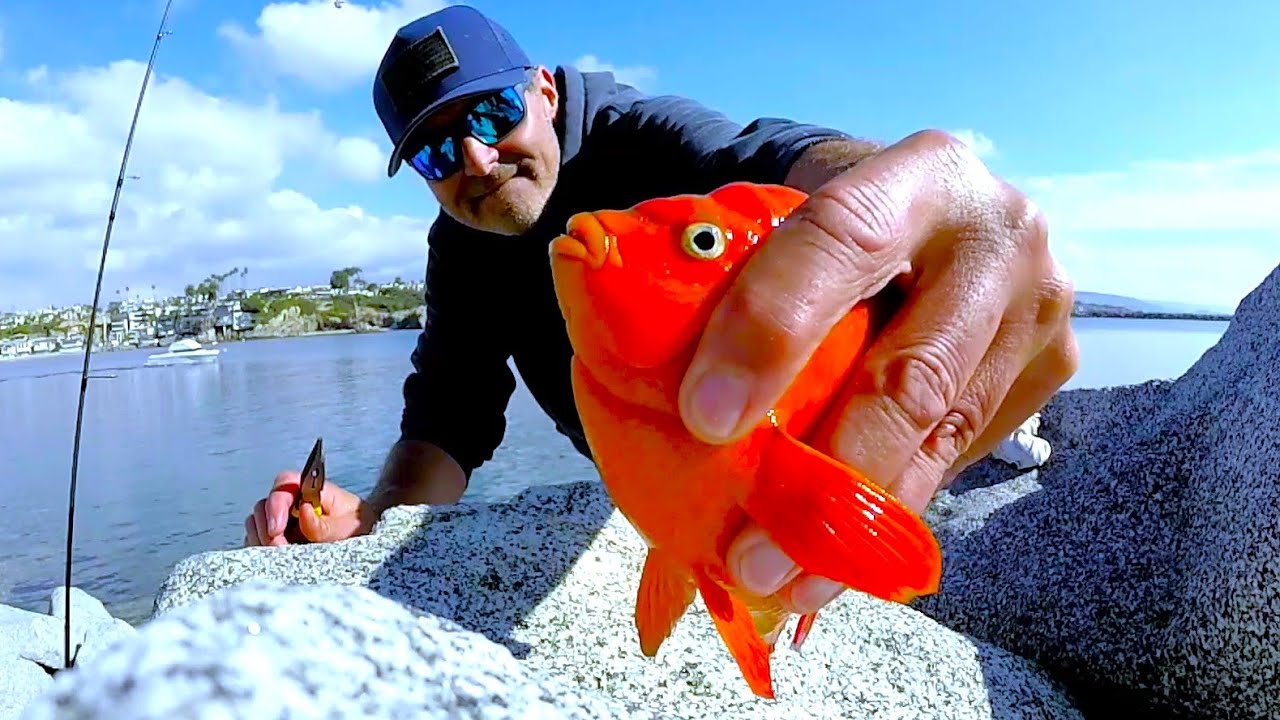 Newport Harbor, Jetty Fishing, Low Expectations Fulfilled