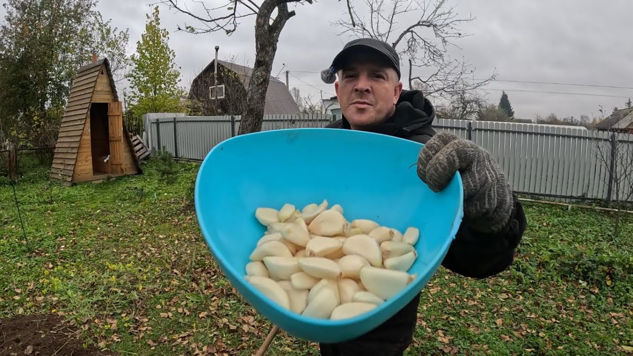 Конец октября, запоздалые посадки чеснока...