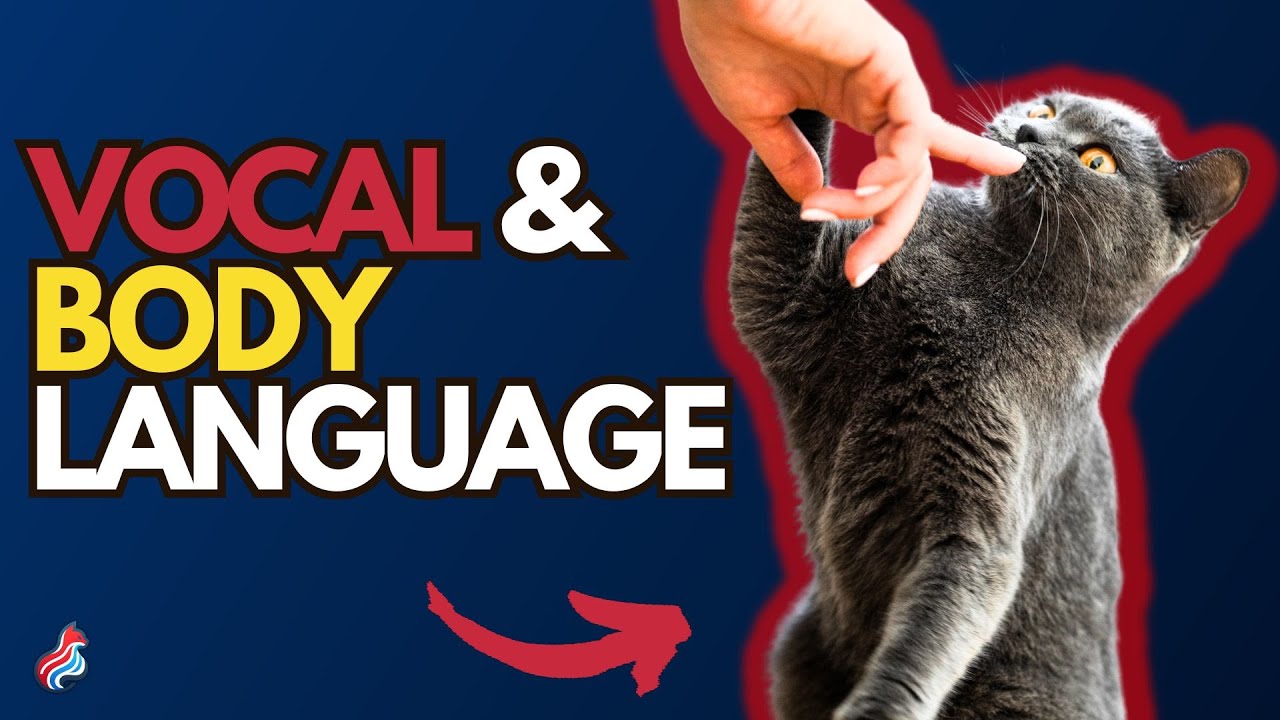 12 Things Your Cat is Trying To Tell You