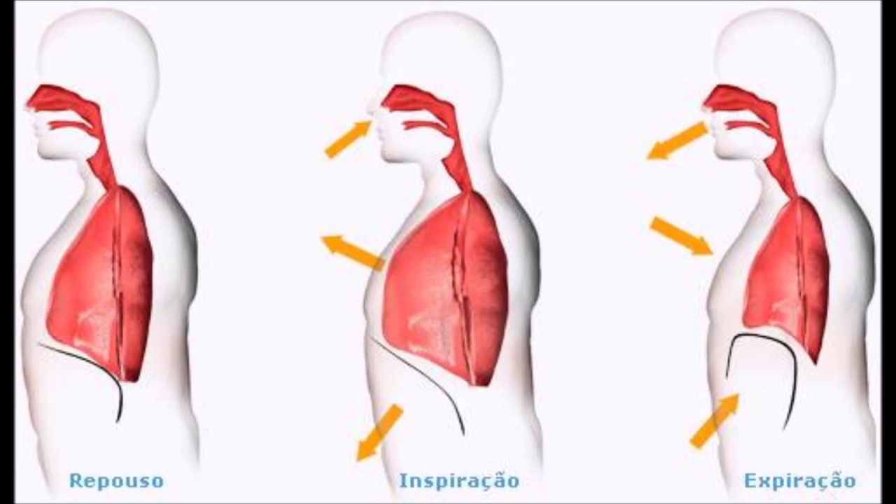 MOTRICIDADE OROFACIAL - VÍDEO AULA 03 - FISIOLOGIA DA FONOARTICULAÇÃO