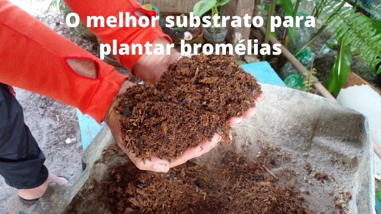 O melhor  substrato para plantar bromélias