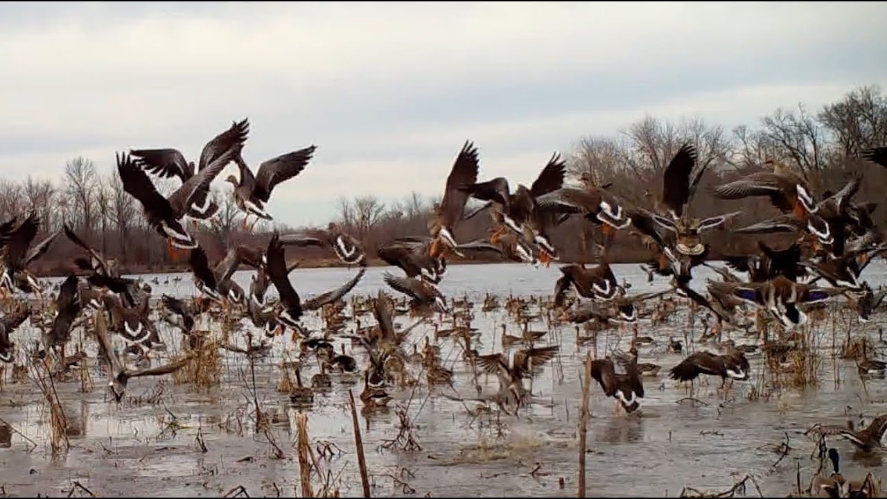 THOUSANDS OF WHITE FRONTS, CANADA GEESE, MALLARDS, PINTAIL,  FROZEN RIVER OXBOW, BROWNING TRAIL CAM
