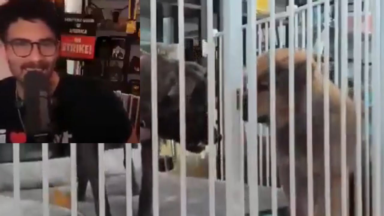 Footage Leaks Of Hasan Piker Abusing Kaya As A Puppy