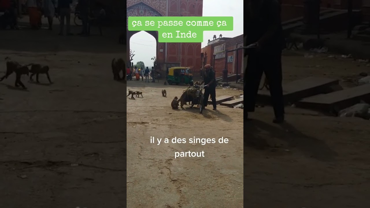 Inde Jaipur #singe #Inde #india #jaipur #voyage #extraordinaire #pays #magie #love