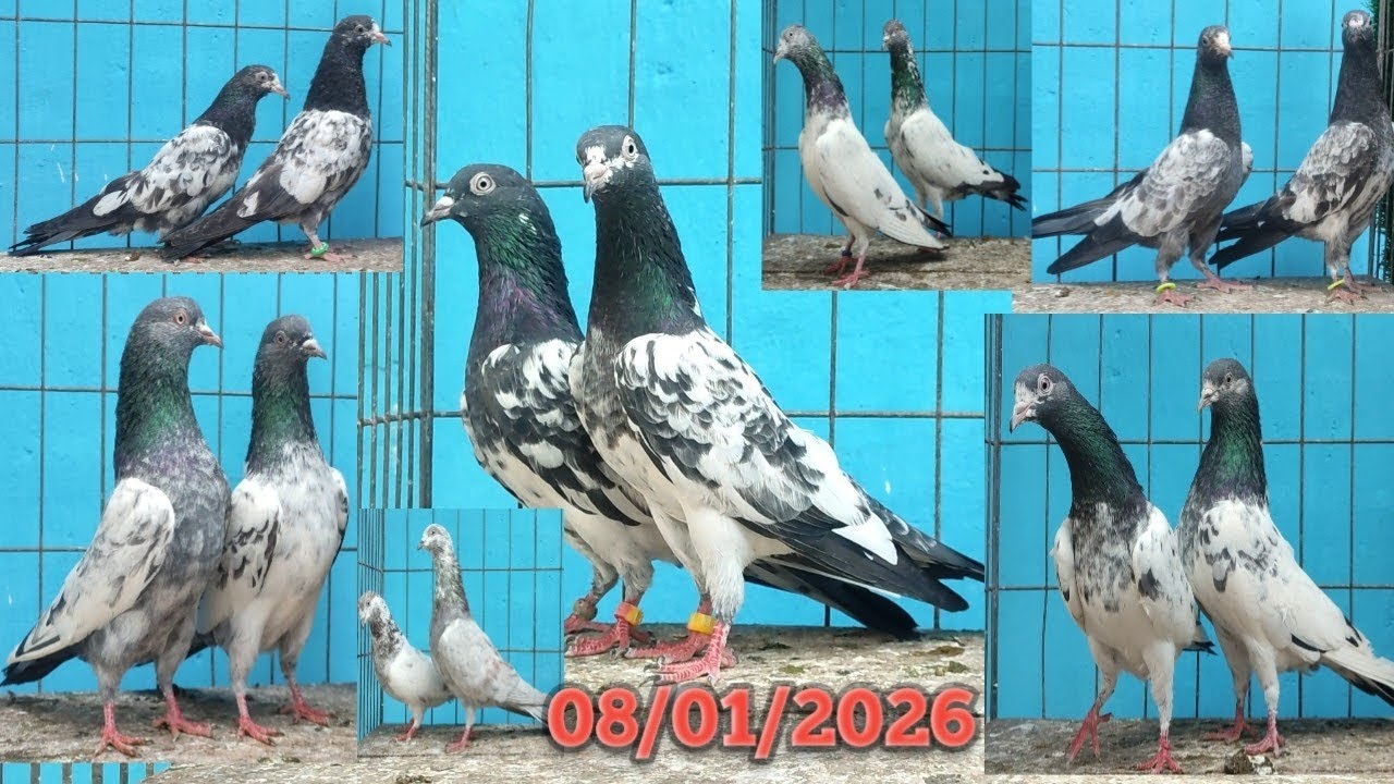 পাকিস্তানি টেডি কবুতর ক্রয় করুন কম দামে।।রফিক পিজন লপ্ট থেকে ০৮/০১/২০২৬