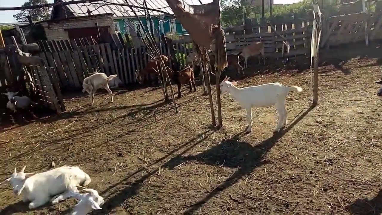 Ошибочное мнение начинающих козоводов