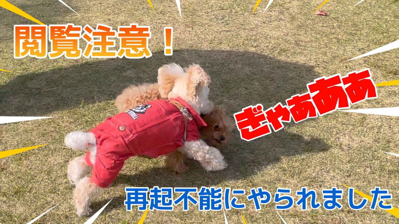 【閲覧注意】愛犬がドッグランでボコボコにやられて心が折れました泣【トイプードル】