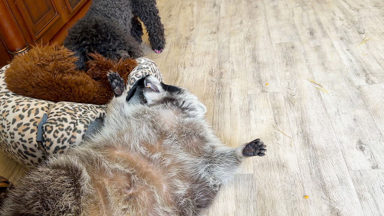 Dogs don't let Marcel the raccoon sleep. Собаки не дают еноту Марселю поспать.