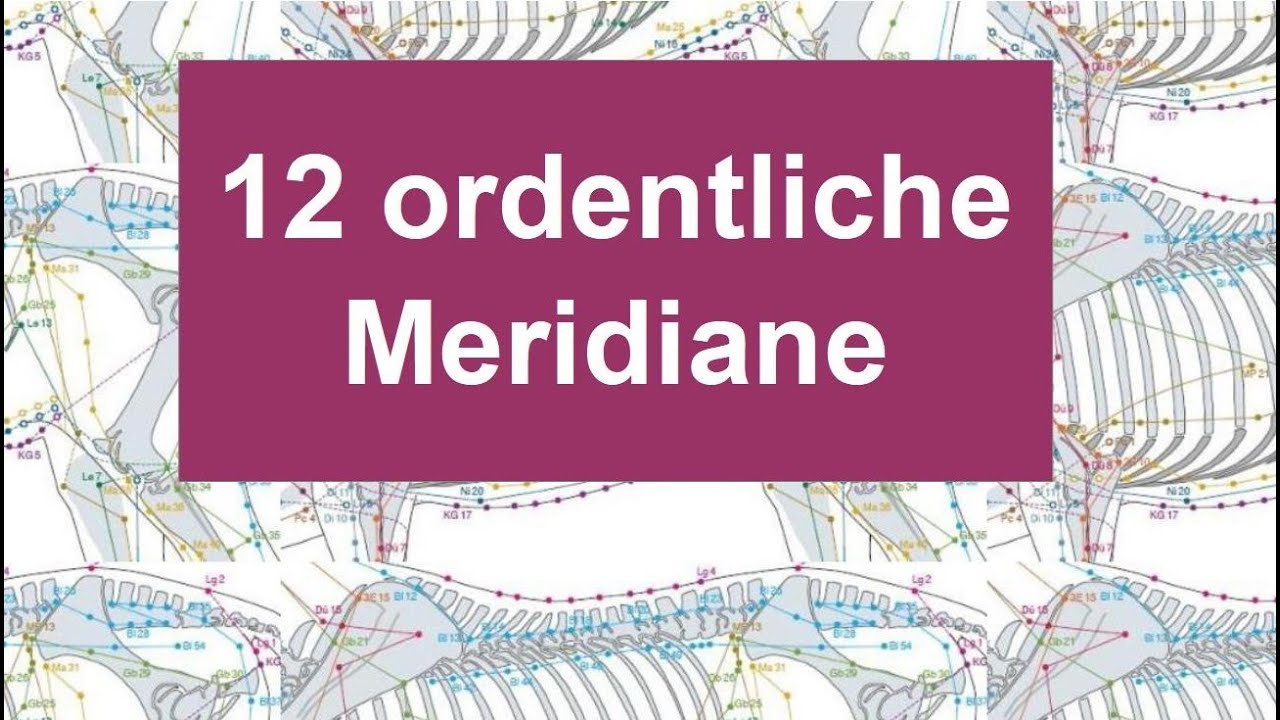 3 Umläufe und ihre 12 einzelnen Meridiane bei Pferd und Hund #akupunktur #tcm