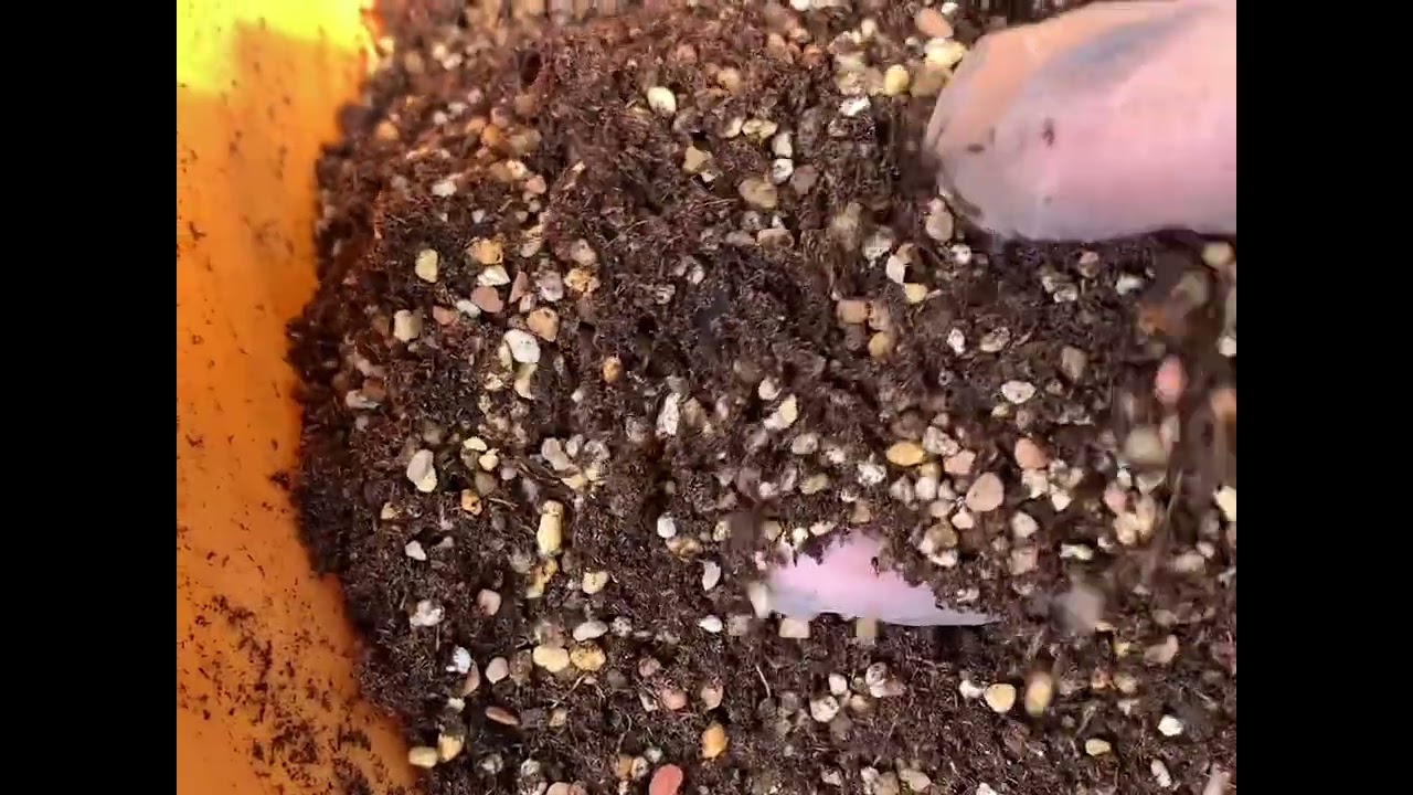 种多肉配土实操，拇指盆和大花盆养肉轻松拿捏 