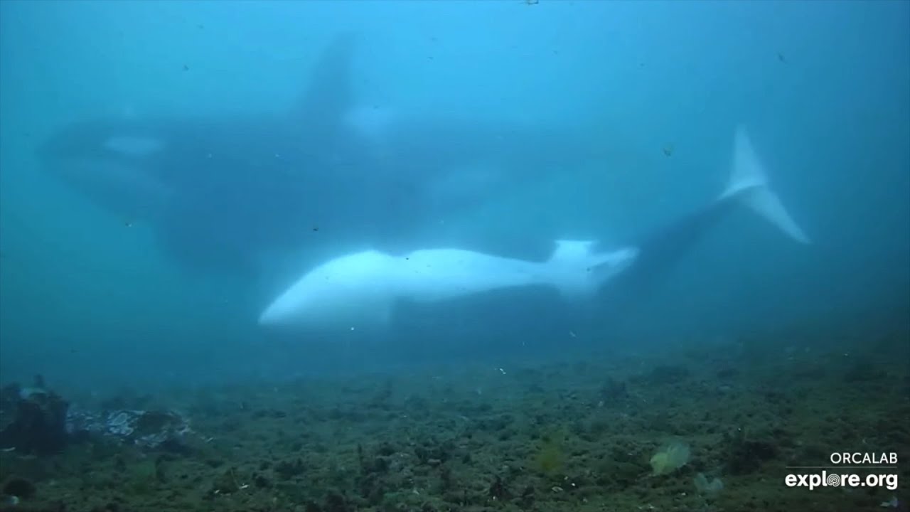 OrcaLab LiveCam Highlights - September 16, 2024