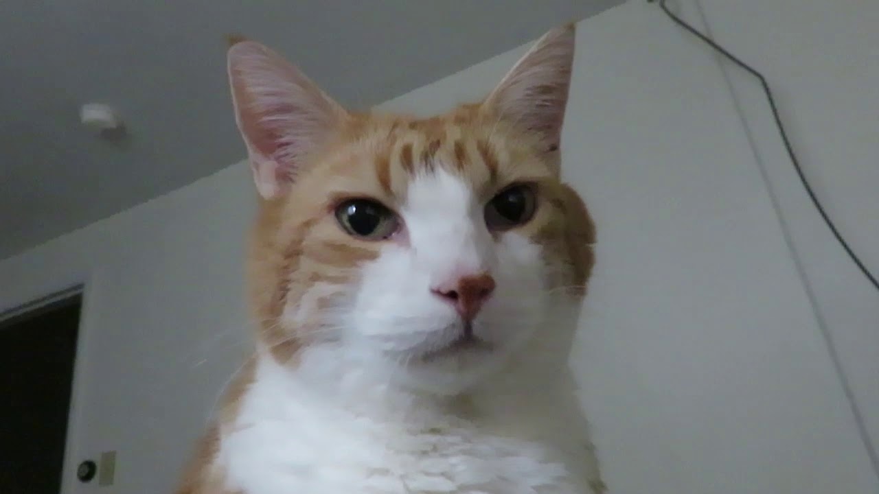 Morning Meows & Vet Talk