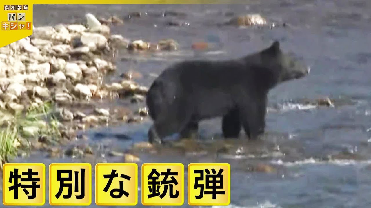 【クマ駆除】猟師の教え“一撃で”…警察官はどう対応？　駆除用銃弾の威力を検証【バンキシャ！】