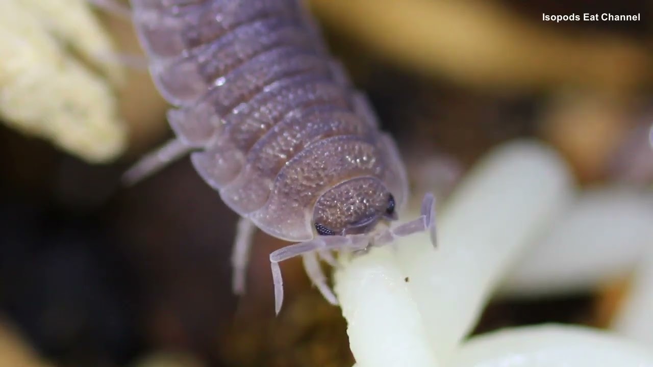 Isopods Eat Spaghetti