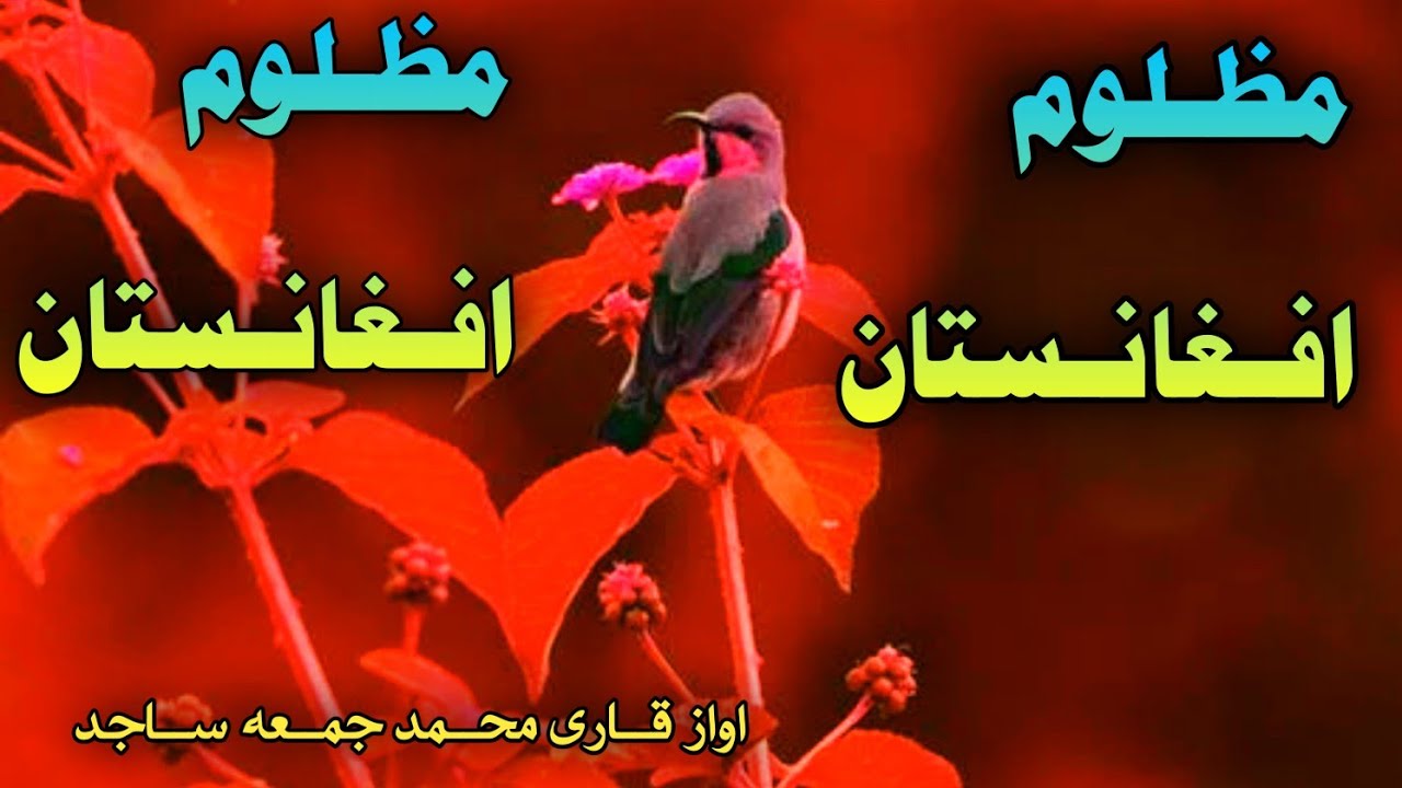 د افغانستان په ویاړ .. اواز قاری محمد جمعه ساجد