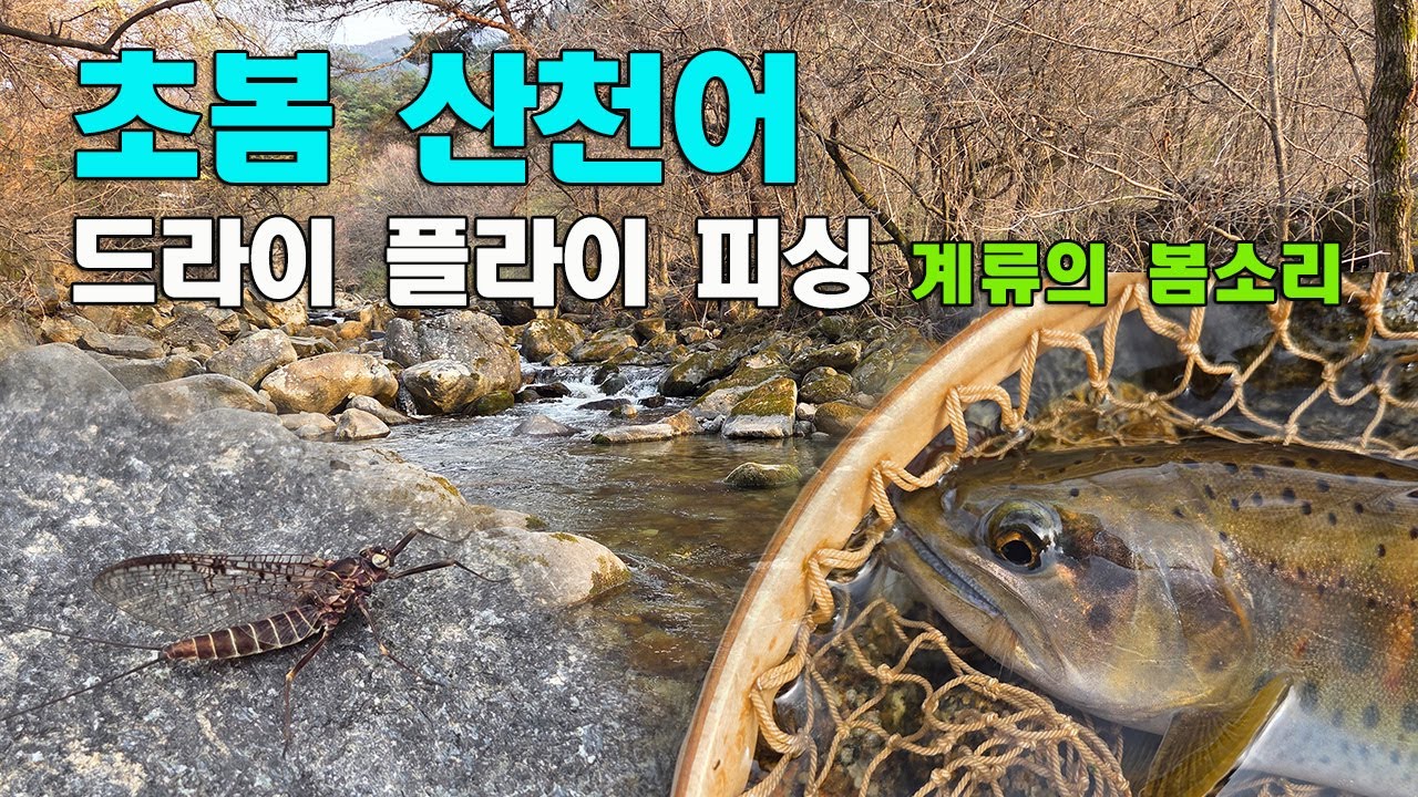 초봄 산천어 드라이 플라이 피싱[계류의 봄소리] / Early Spring Dry Fly Fishing for Cherry Trout.