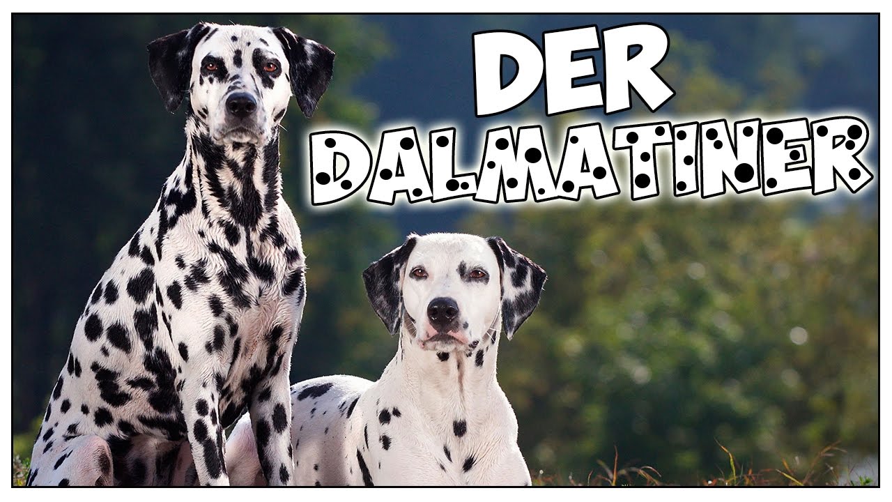 Der DALMATINER im Rasseportrait #9 JulisTierwelt / dalmatian dog