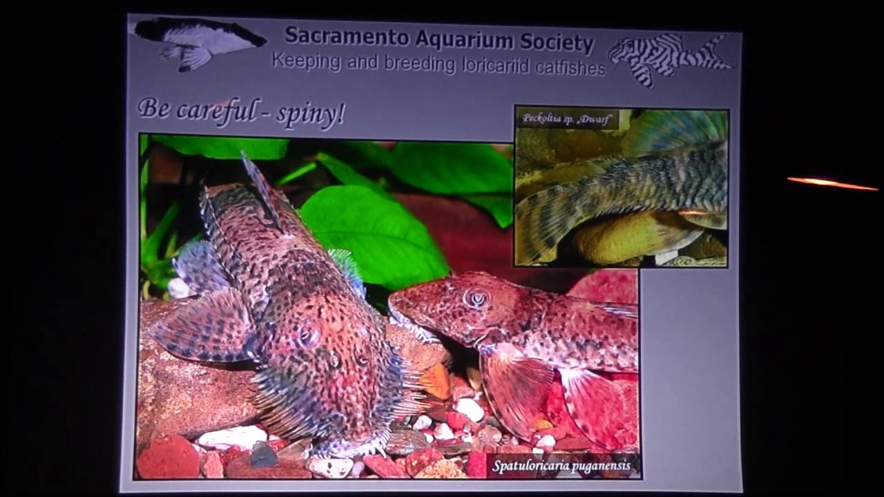 Keeping and breeding loricariid catfishes