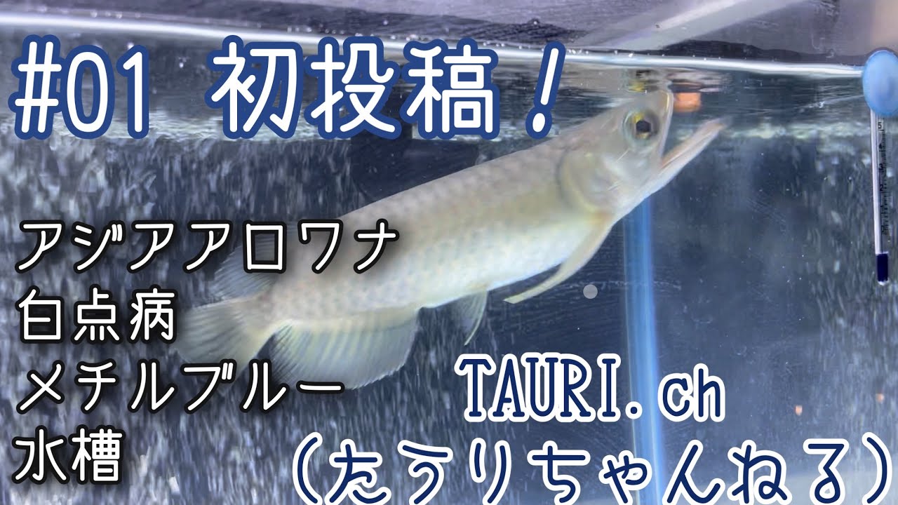 ＃01 初投稿！TAURI.ch (たうりチャンネル)始動！！