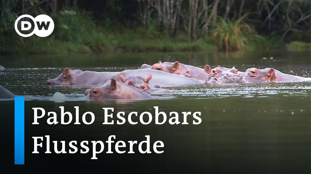 Die Flusspferde des kolumbianischen Drogenbosses Pablo Escobar | Global Ideas