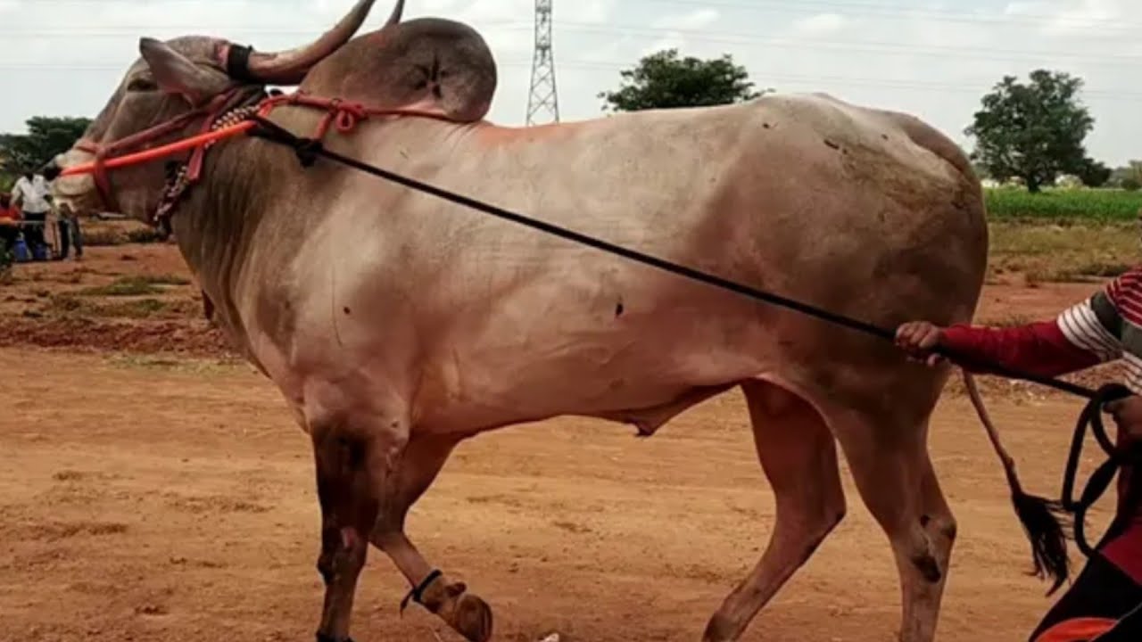 || Jabardast Khillar Racing Bulls of Mutaga Running in Bailgadi Sharyat || 1882 Feet ||