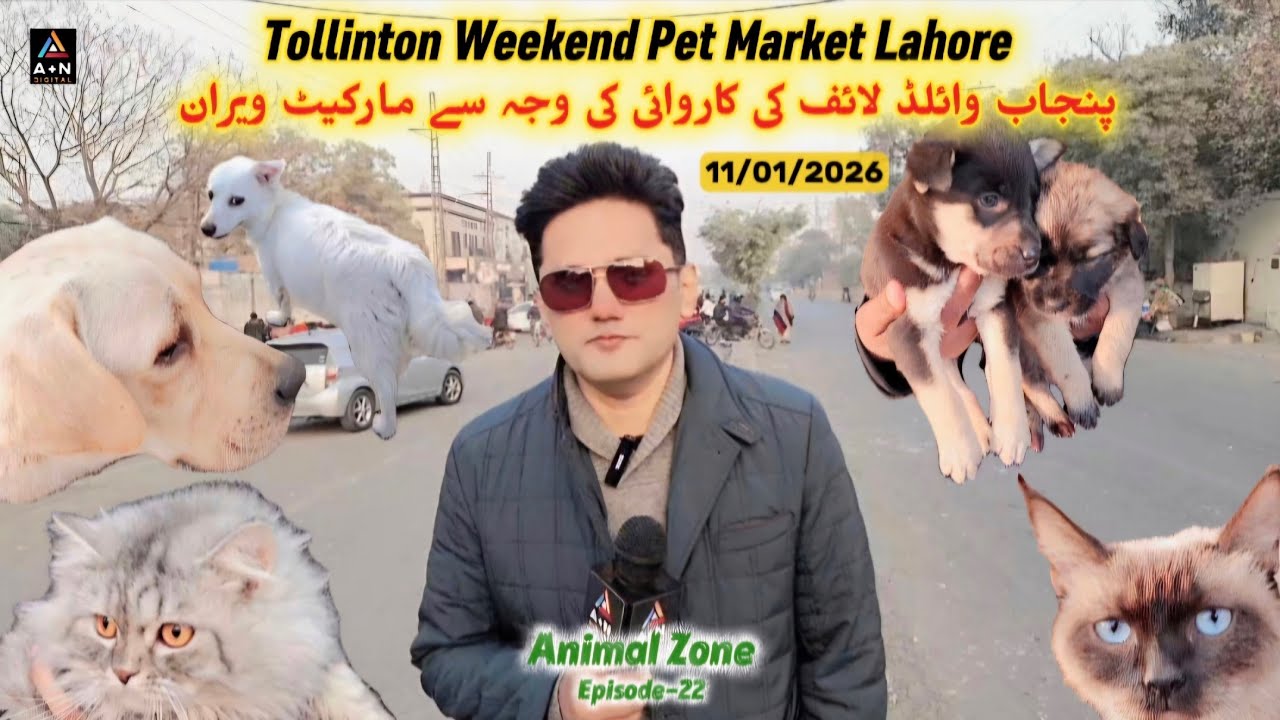 Tollinton Pet Market Lahore Latest Update 11/01/2026 (Animal Zone Ep-22) 